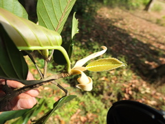 Dipterocarpus indicus