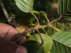 Dipterocarpus indicus