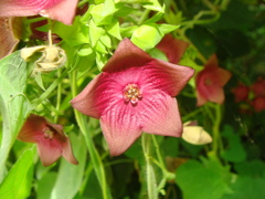 Polystemma guatemalense