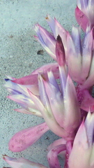 Aechmea marauensis