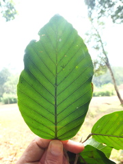 Dipterocarpus indicus