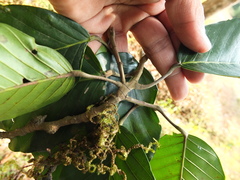 Dipterocarpus indicus