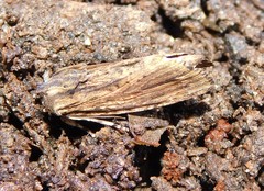 Magusa versicolora