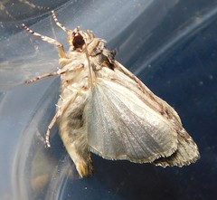 Magusa versicolora