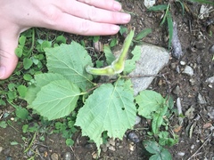 Corylus sieboldiana