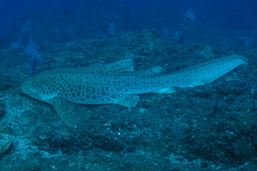 Leopard shark