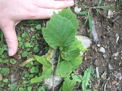 Corylus sieboldiana