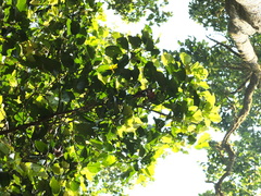 Dipterocarpus indicus