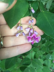 Lespedeza maximowiczii