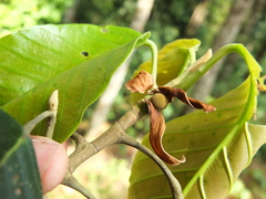 Dipterocarpus indicus