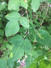 Lespedeza maximowiczii