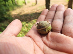 Dipterocarpus indicus