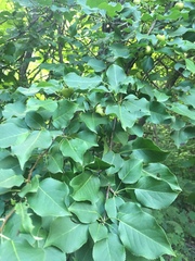 Pyrus ussuriensis
