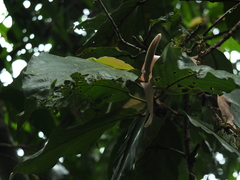 Dipterocarpus indicus