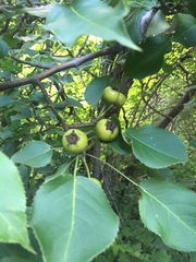 Pyrus ussuriensis