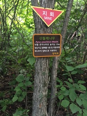 Pyrus ussuriensis