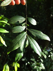 Diospyros angustifolia