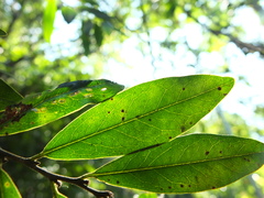 Diospyros angustifolia