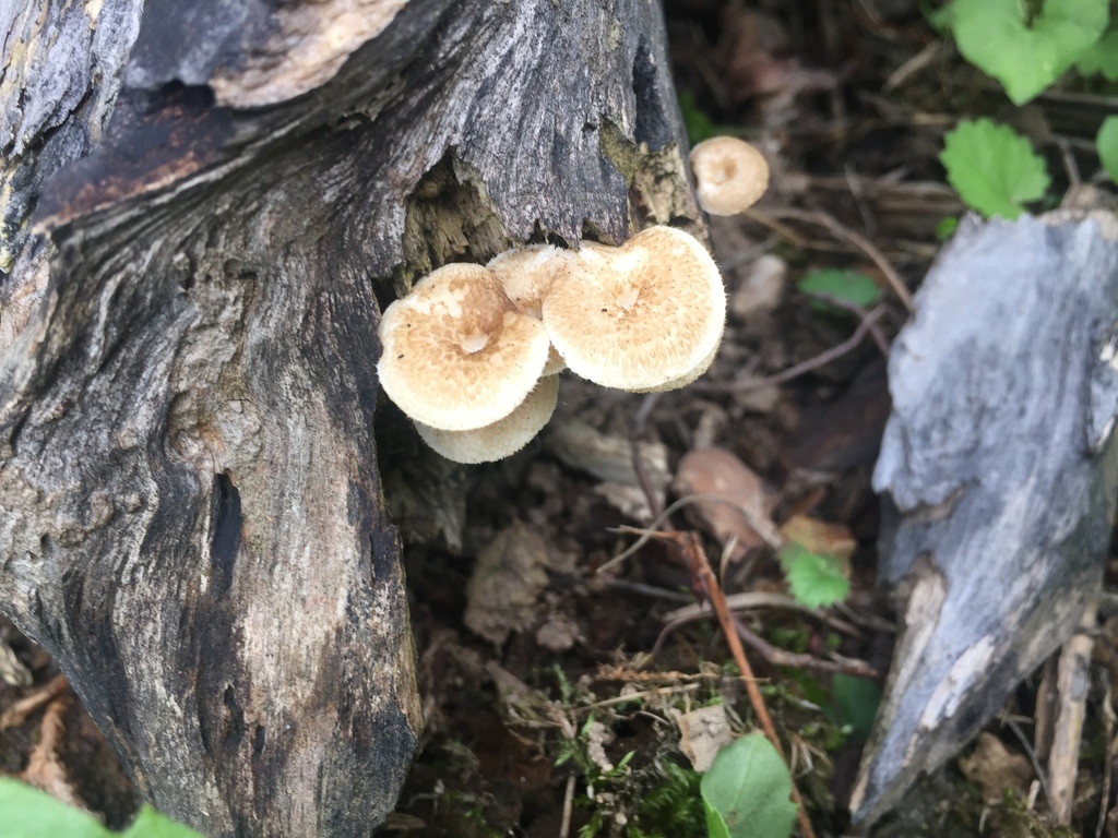 Lentinus arcularius · June 2016 · photo: © carrieseltzer (iNaturalist, cc0)