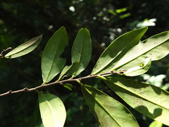 Diospyros angustifolia