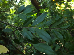 Diospyros angustifolia