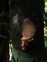 Diospyros angustifolia