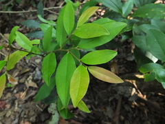 Diospyros angustifolia