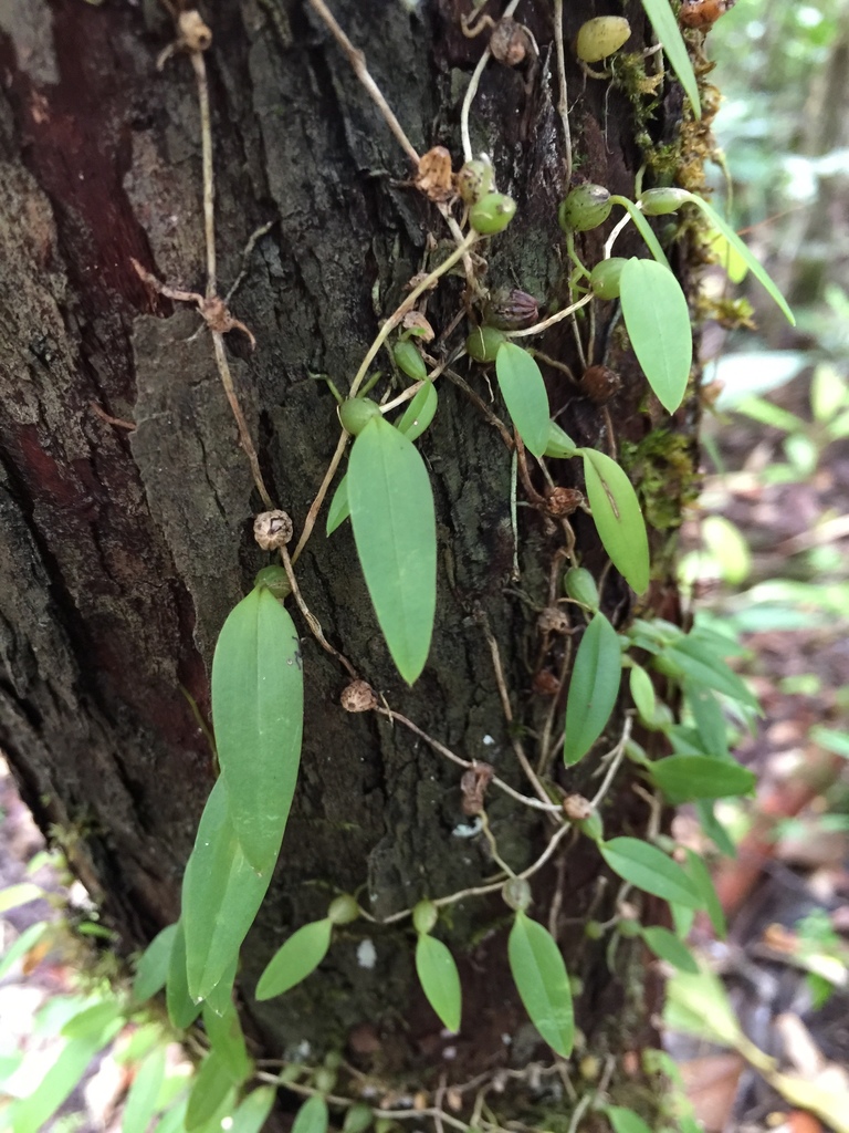 Bulbophyllum membranaceum Teijsm. & Binn. 2