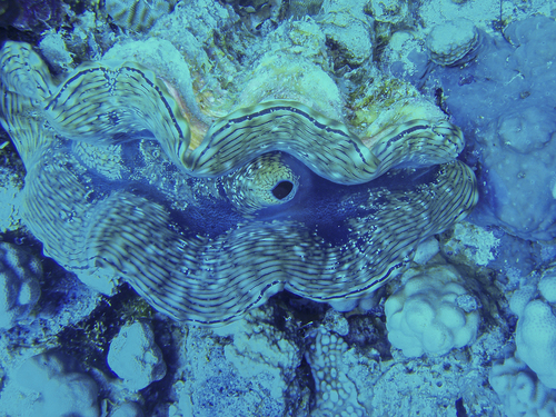 Fluted Giant Clam — seen at this dive site