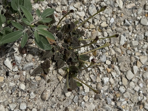 Image of Acleisanthes anisophylla by (c) Chet Burrier, some rights reserved (CC BY)