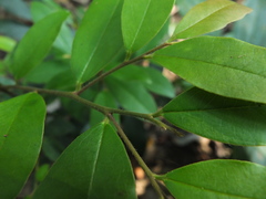 Diospyros angustifolia