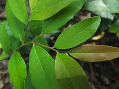 Diospyros angustifolia
