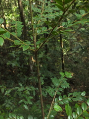 Diospyros buxifolia