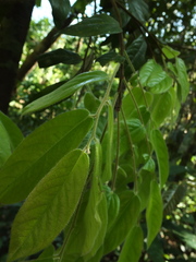 Diospyros saldanhae