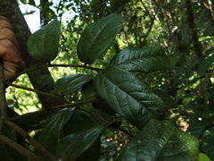 Diospyros saldanhae