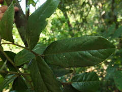 Diospyros saldanhae