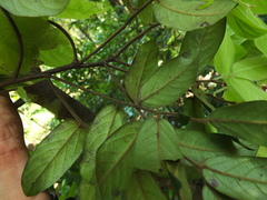 Diospyros saldanhae