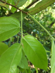 Diospyros saldanhae
