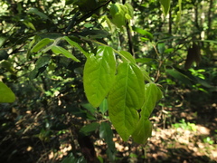 Diospyros saldanhae