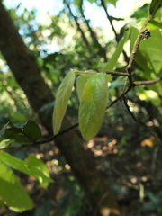 Diospyros saldanhae