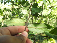 Diospyros saldanhae
