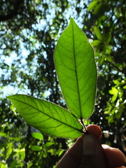 Diospyros saldanhae