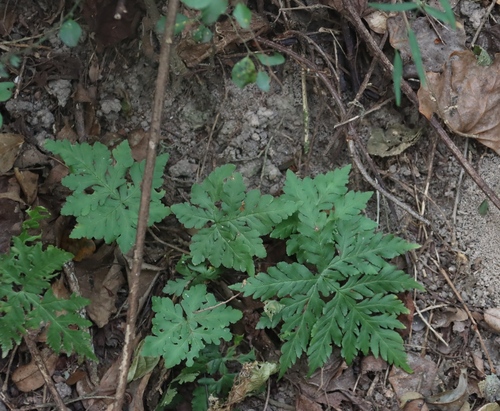 Image of Doryopteris concolor by (c) Tony Rebelo, some rights reserved (CC BY-SA)