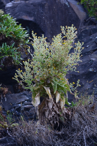 Andryala glandulosa