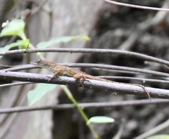 Anolis homolechis