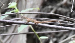 Anolis homolechis