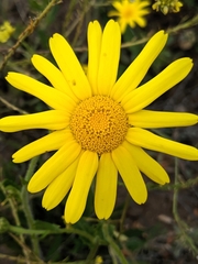 Heteranthemis viscidehirta