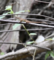 Anolis homolechis