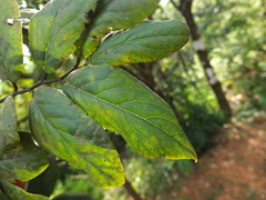 Diospyros montana
