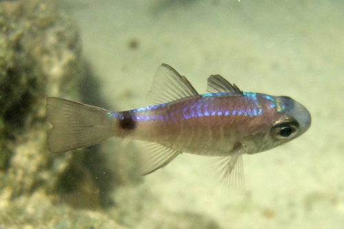 Cardinalfish (Nectamia savayensis) — Apogonidae — 4